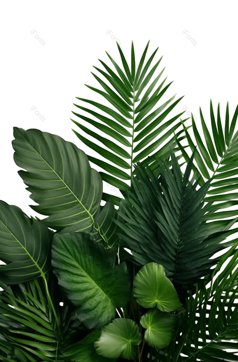 叶子图片,白色背景元素,绿色PNG,风景免抠素材